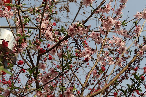 3月23日的校园